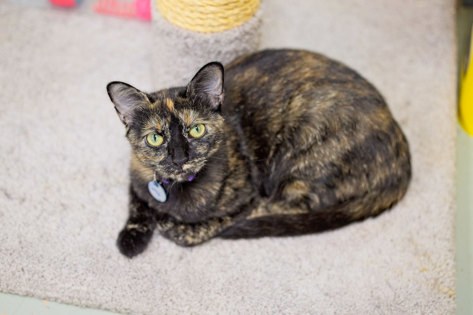 adoptable Cat in Buford, GA named Catia