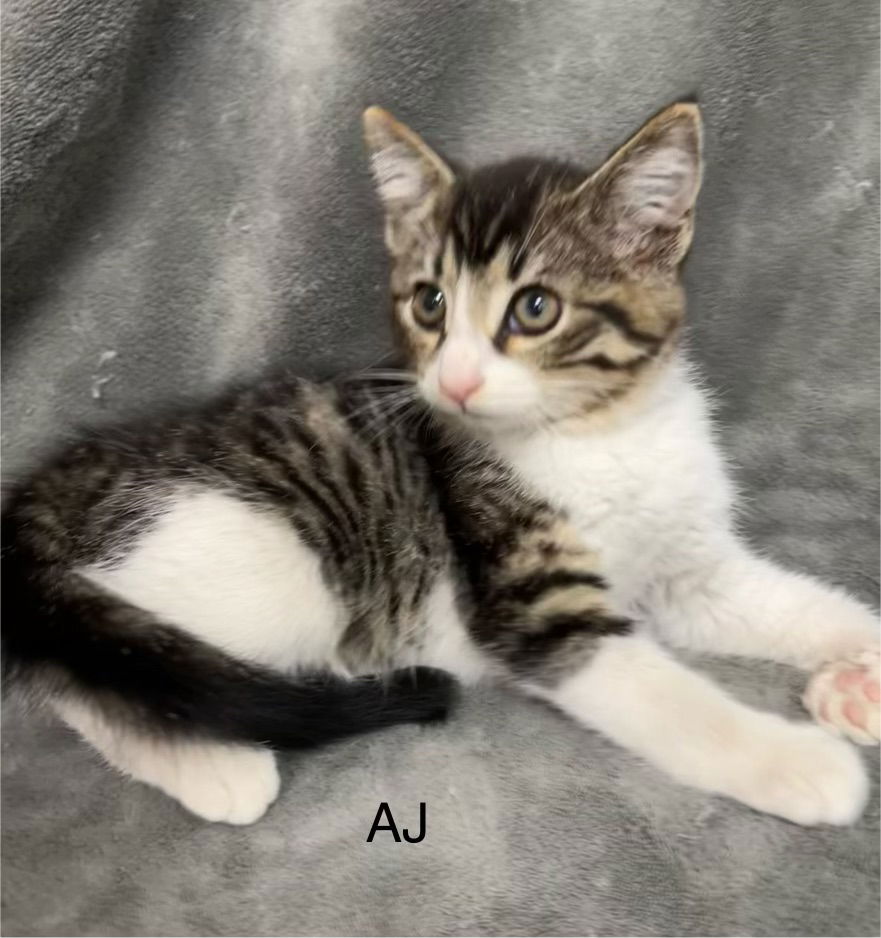 adoptable Cat in Buford, GA named AJ