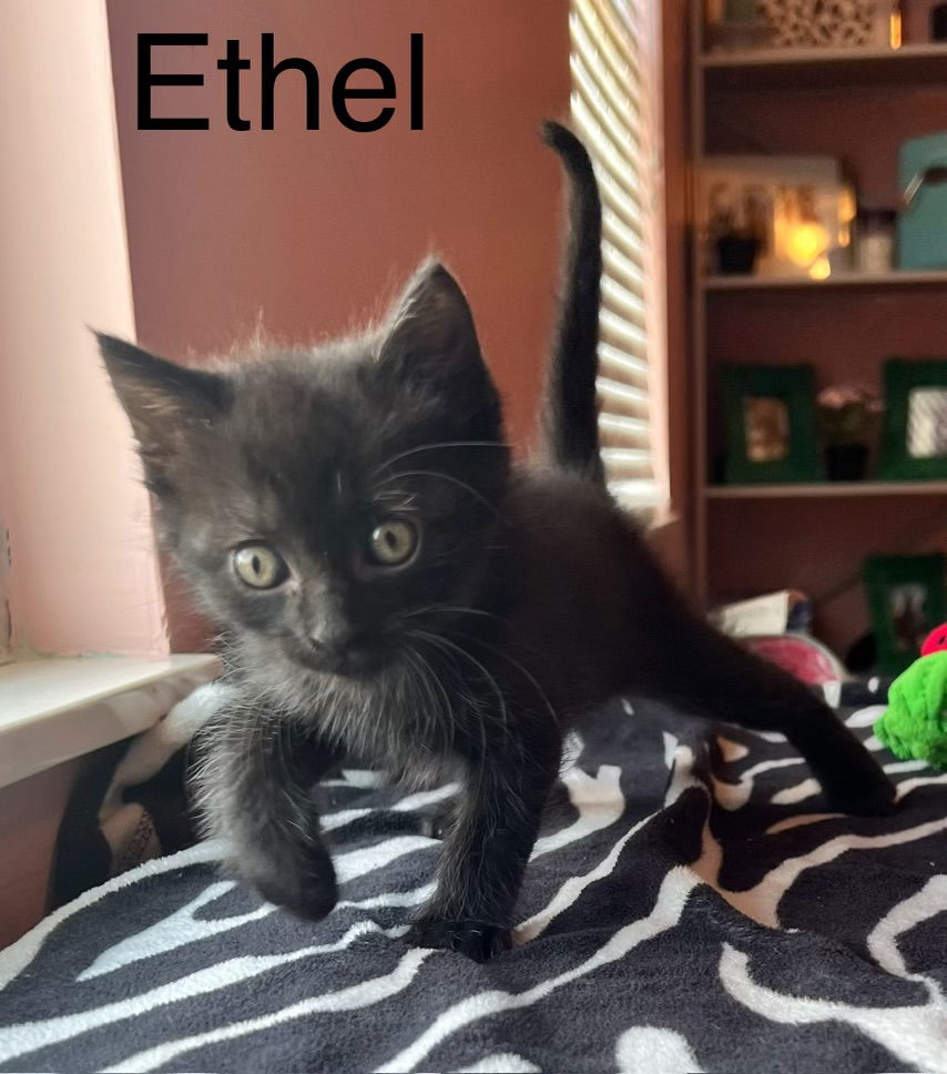 adoptable Cat in Buford, GA named Ethel