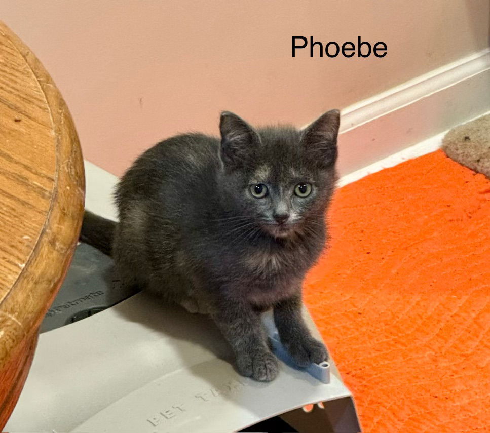 adoptable Cat in Buford, GA named Phoebe