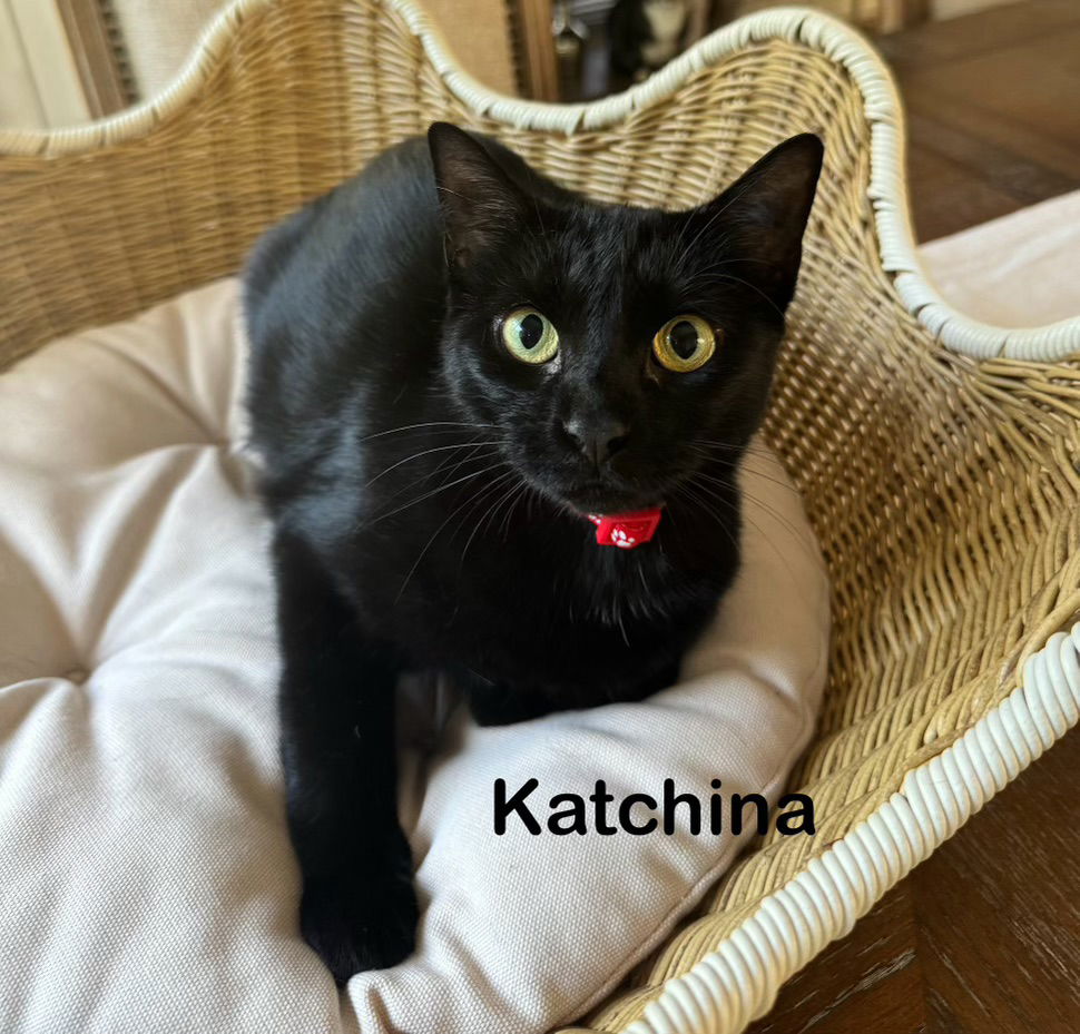 adoptable Cat in Buford, GA named Kachina