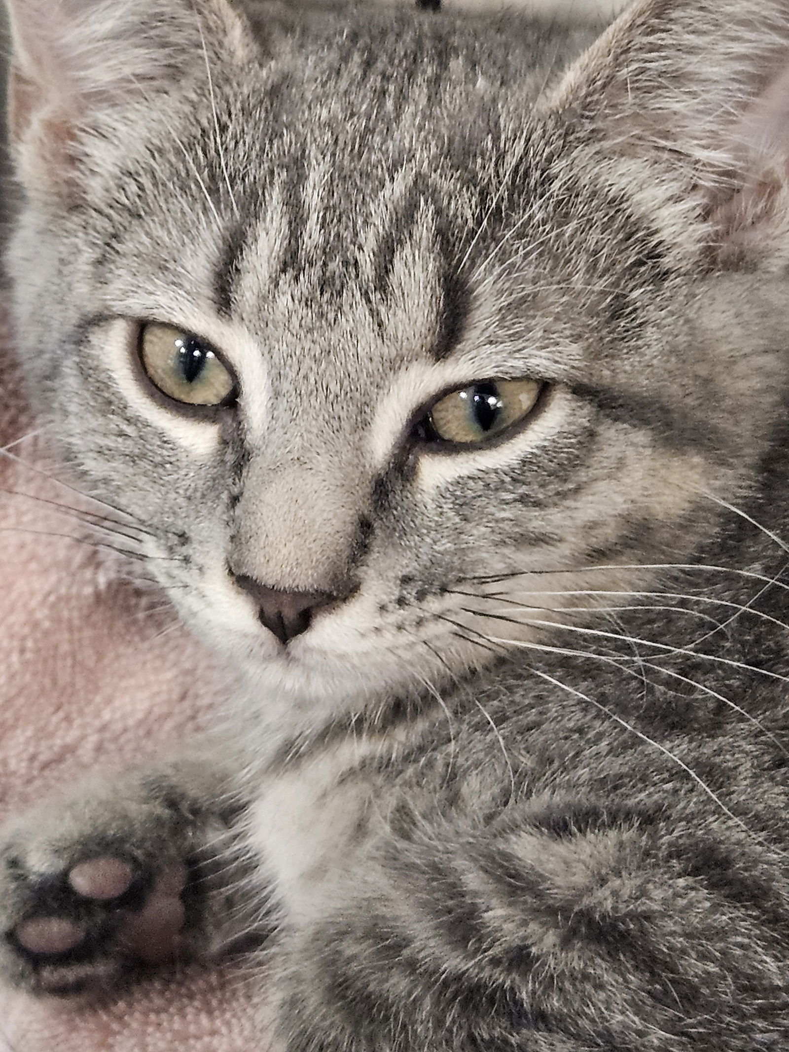 adoptable Cat in Buford, GA named Barb