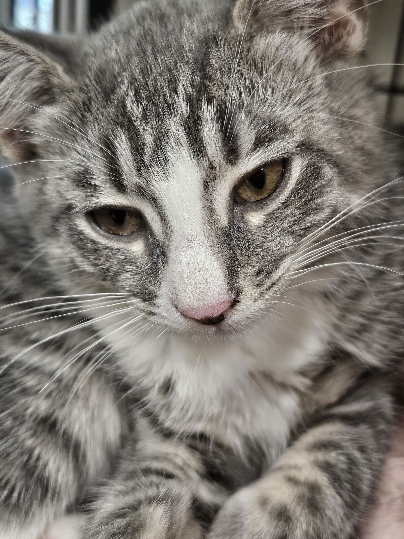 adoptable Cat in Buford, GA named Pinkie