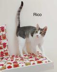 adoptable Cat in Buford, GA named Rico Q