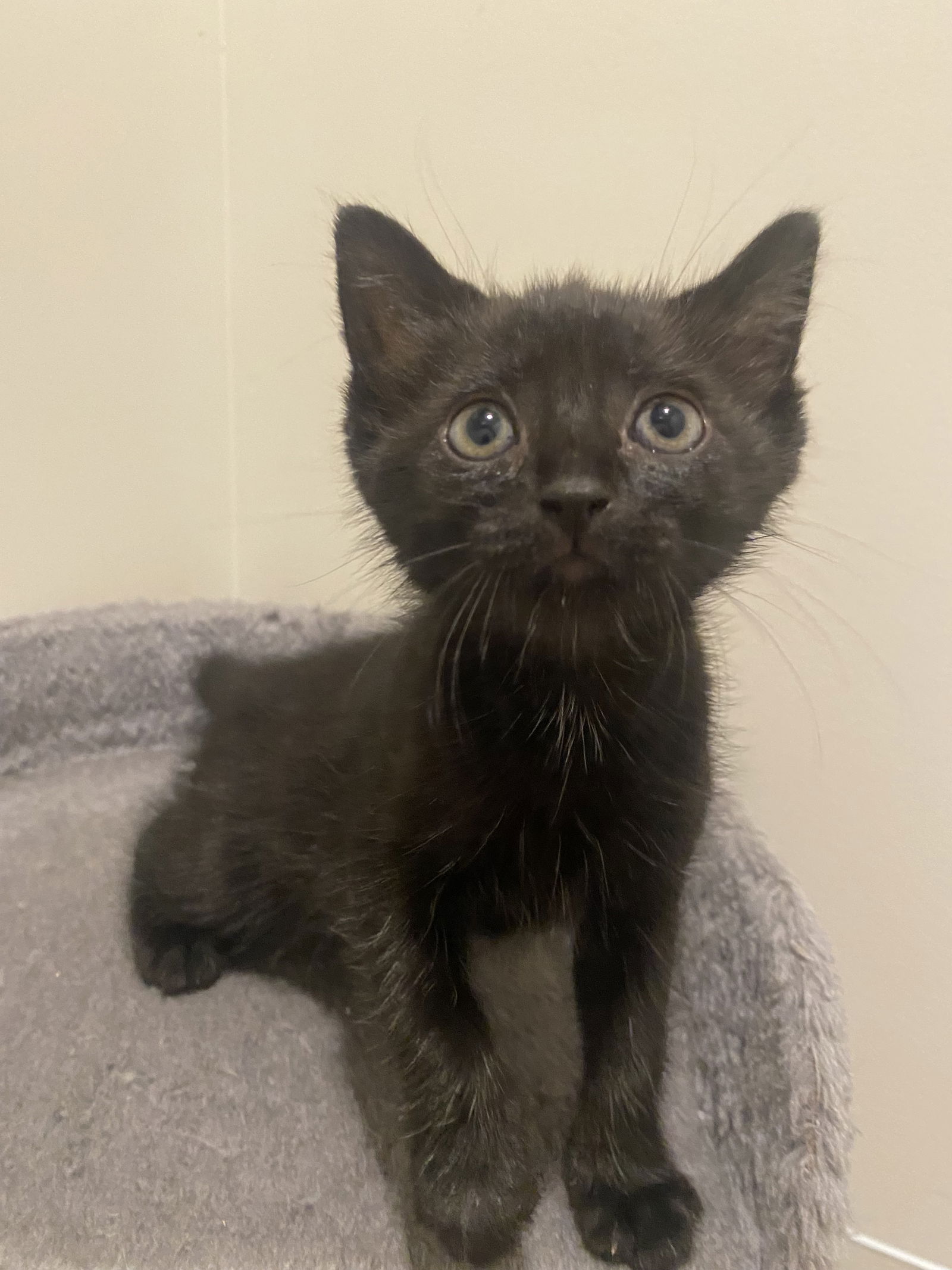 adoptable Cat in Buford, GA named Angelfish