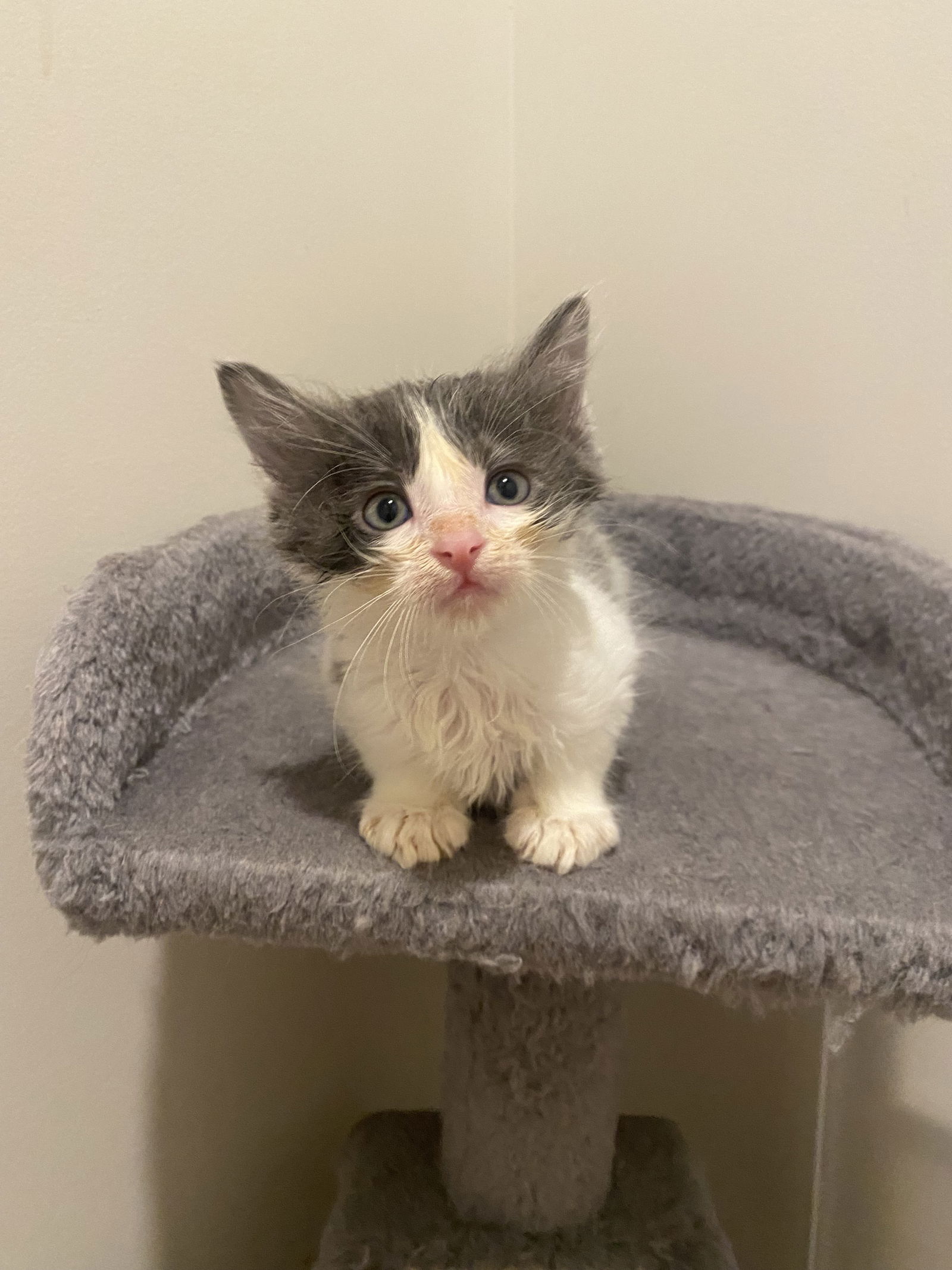 adoptable Cat in Buford, GA named Bass