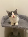 adoptable Cat in buford, GA named Bass
