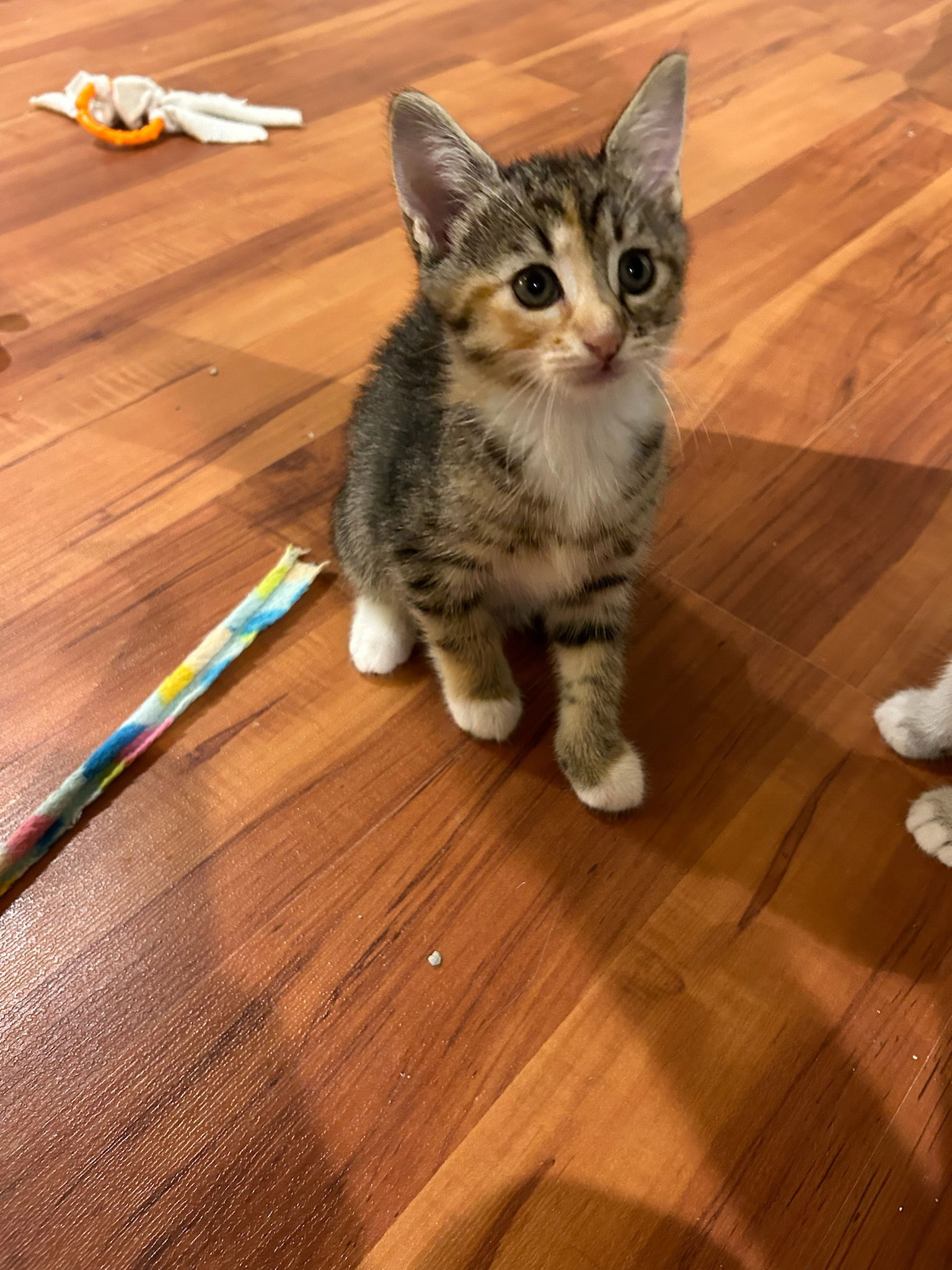 adoptable Cat in Buford, GA named Edy