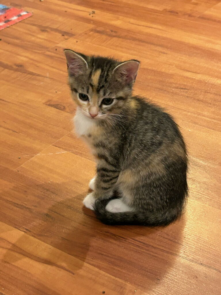 adoptable Cat in Buford, GA named Emberly