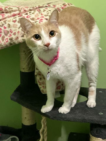 adoptable Cat in Buford, GA named Drexel