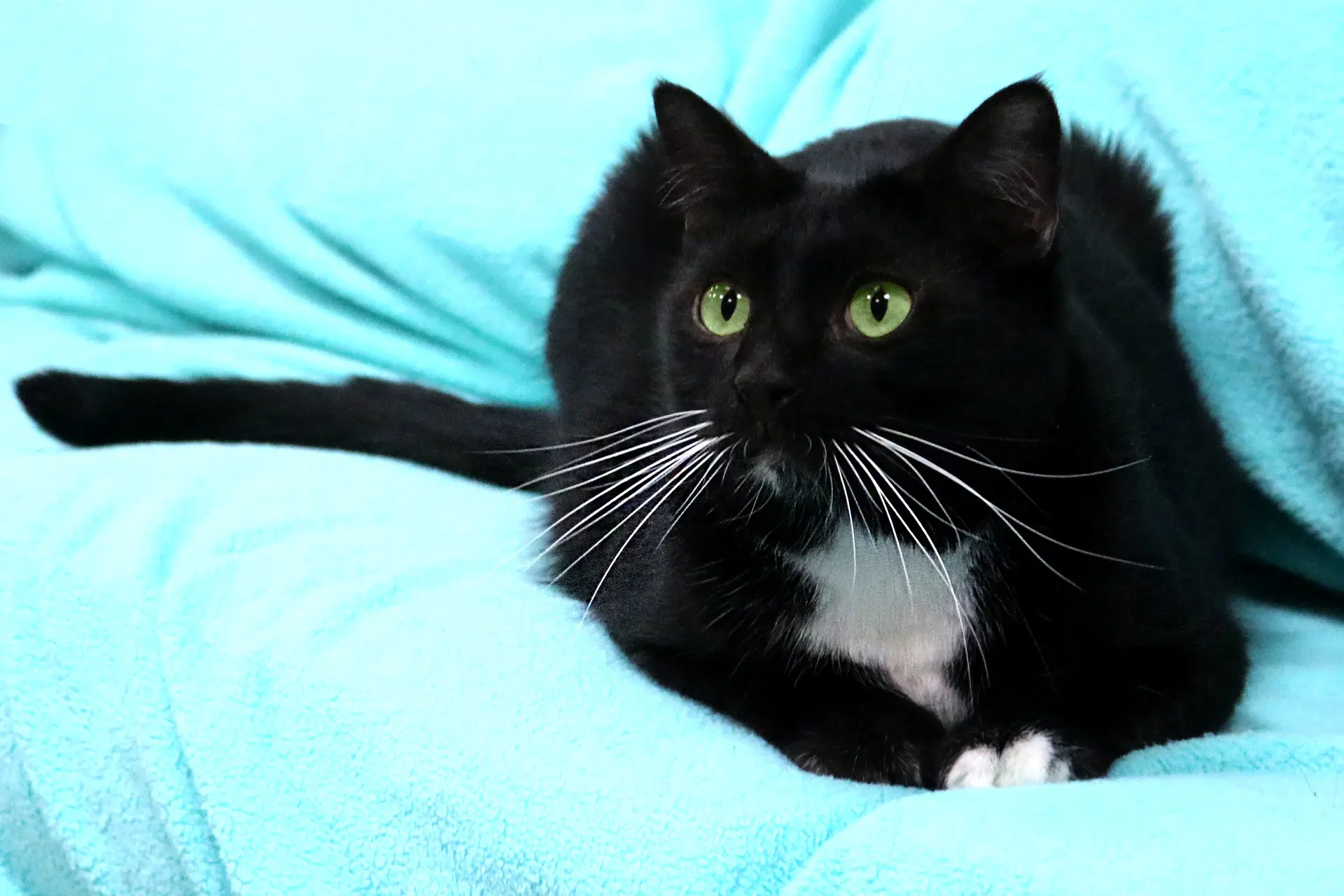 Nicos - Domestic Short Hair