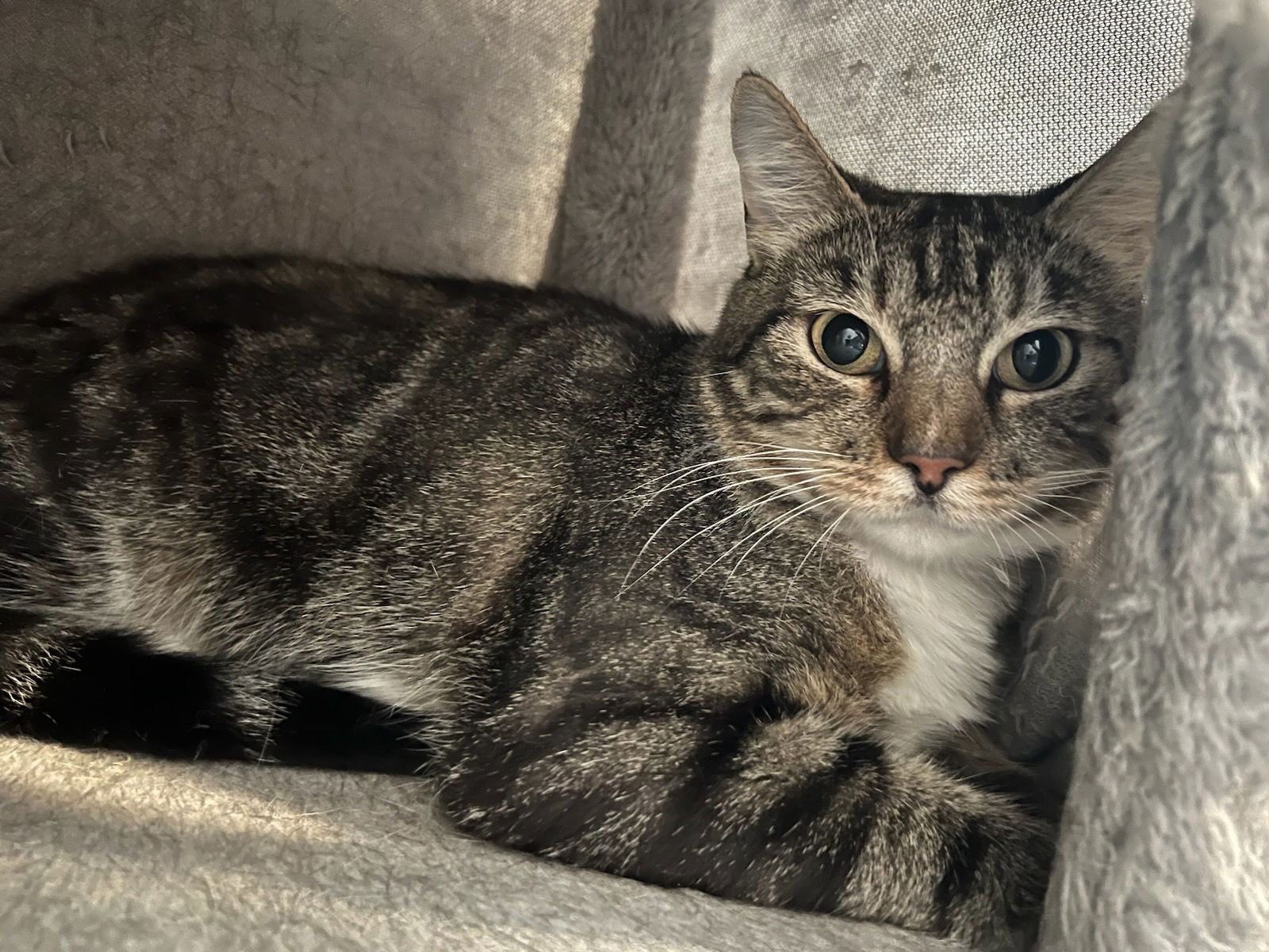 adoptable Cat in Buford, GA named Miley