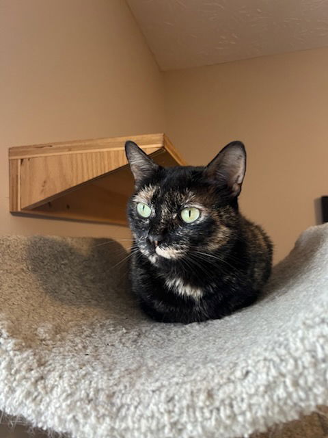 adoptable Cat in Buford, GA named Scarlette