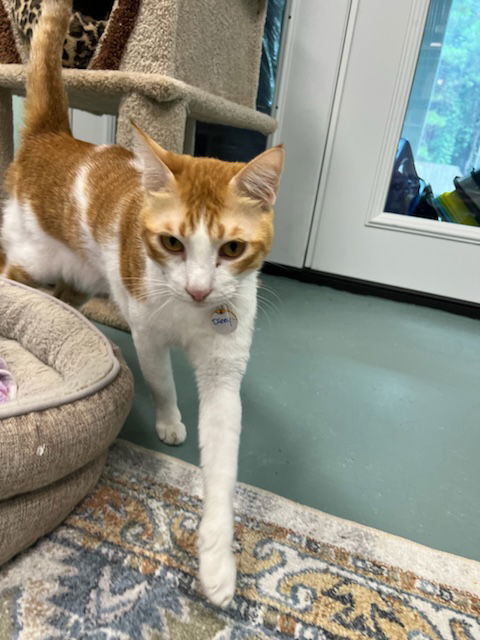 adoptable Cat in Buford, GA named Danny Q