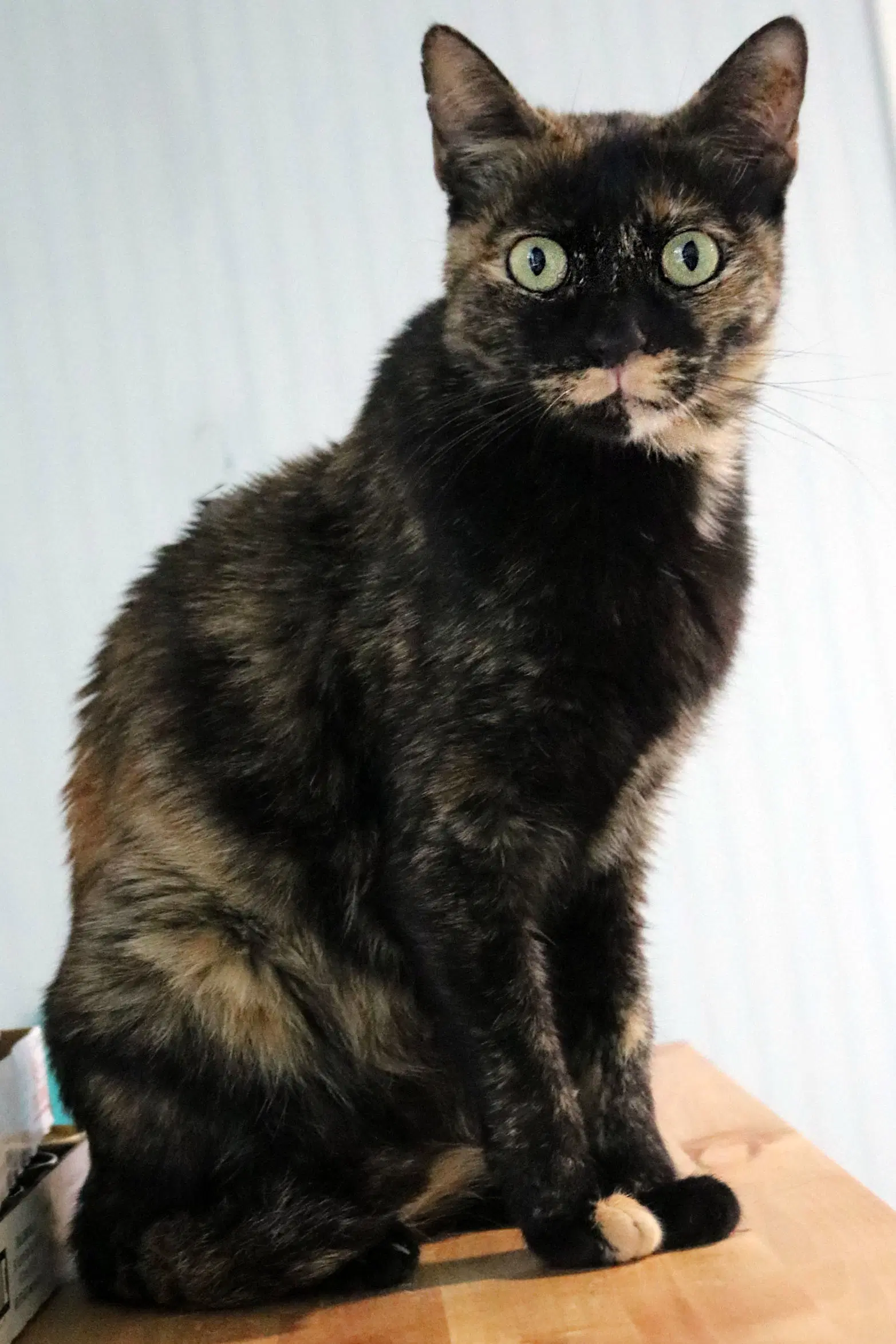 Toffee - Tortoiseshell