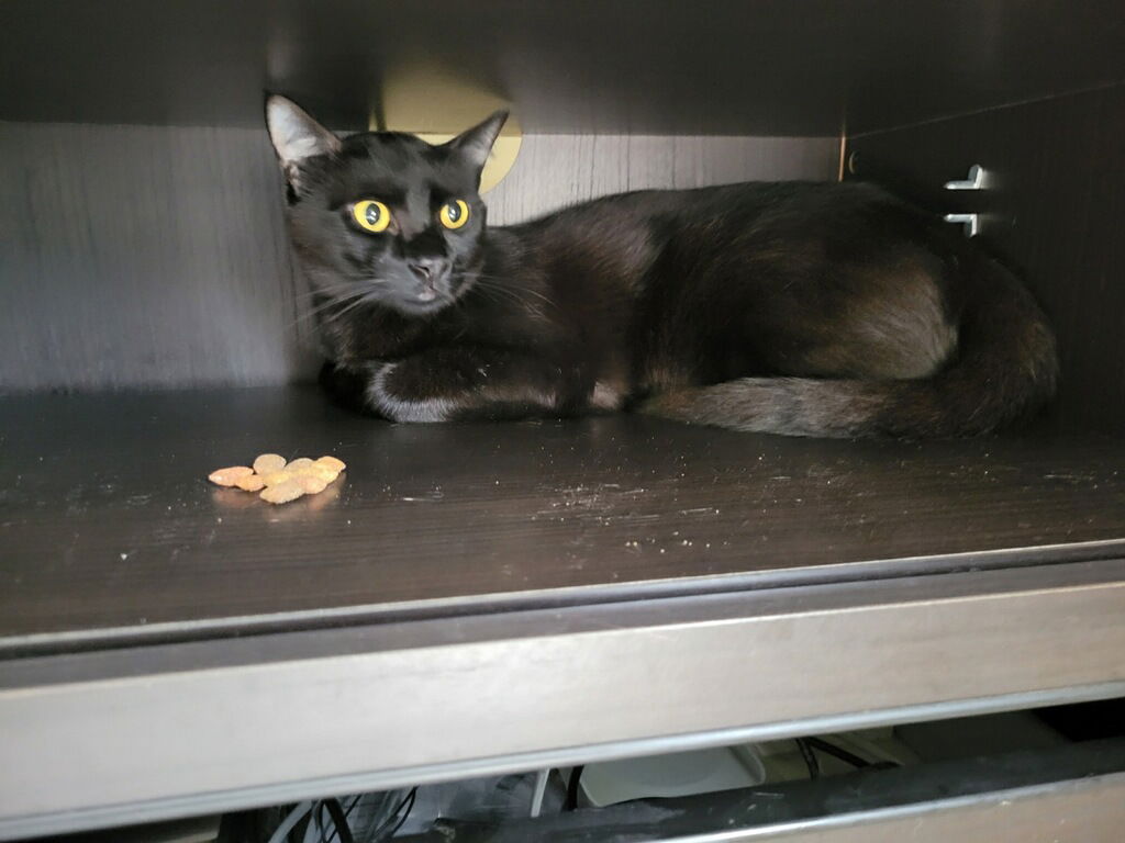 adoptable Cat in Buford, GA named Galaxy Q