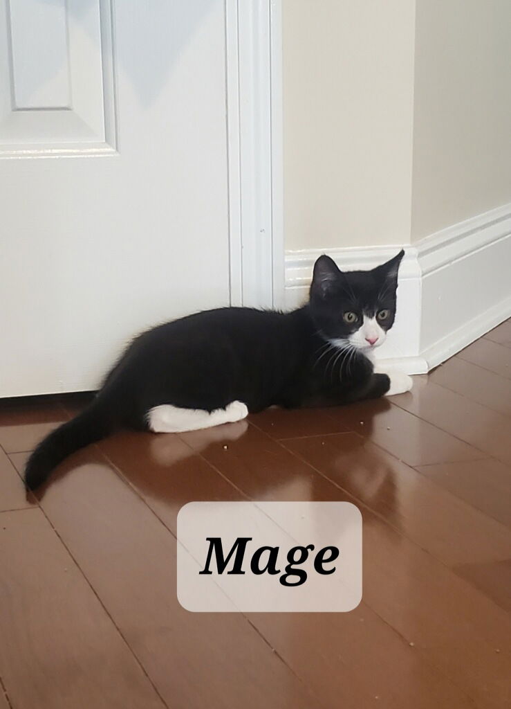 adoptable Cat in Buford, GA named Mage