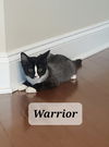 adoptable Cat in buford, GA named Warrior