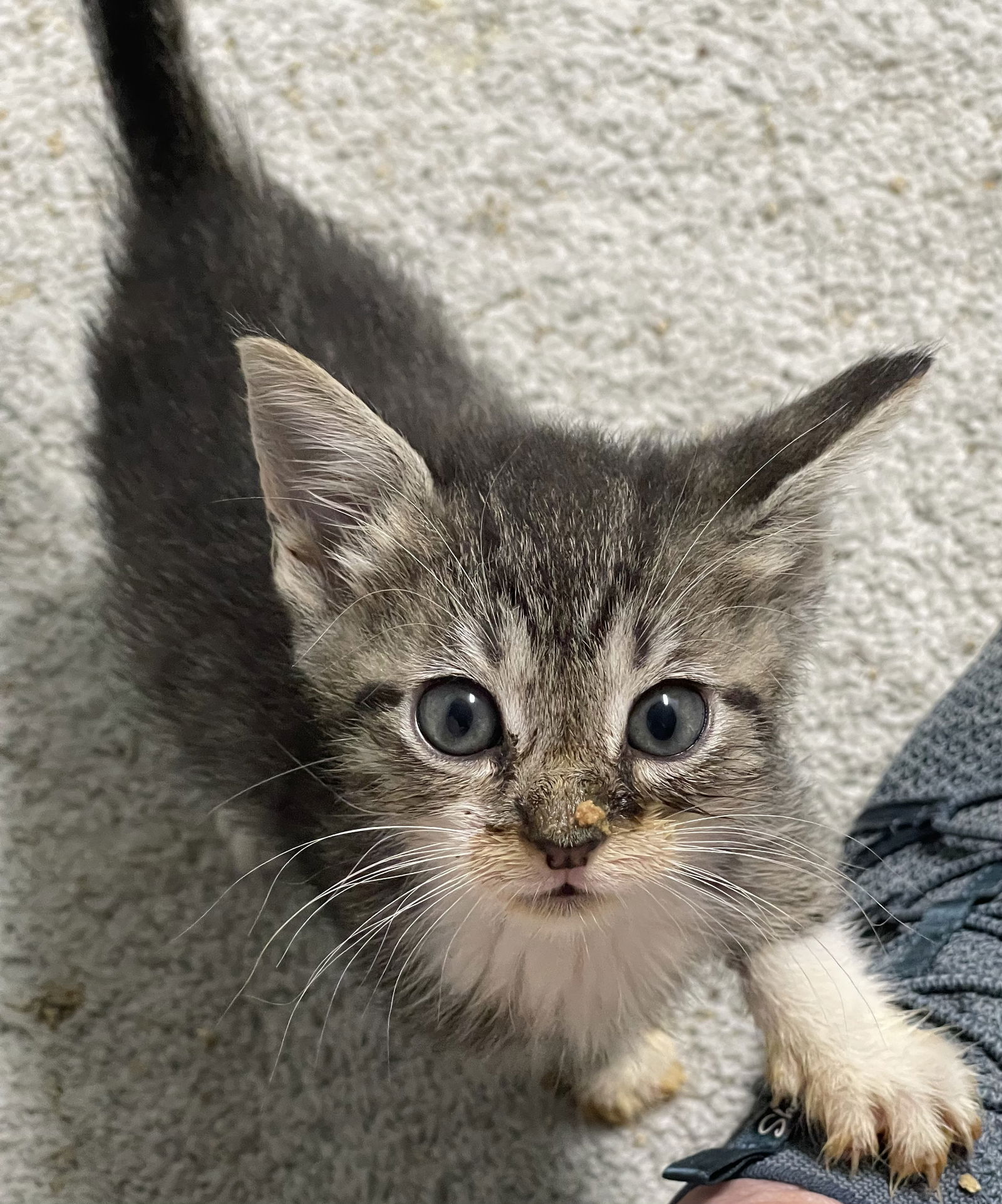 adoptable Cat in Buford, GA named River