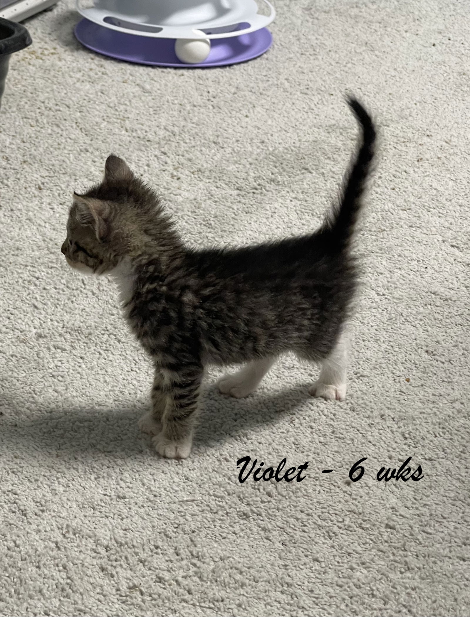 adoptable Cat in Buford, GA named Violet