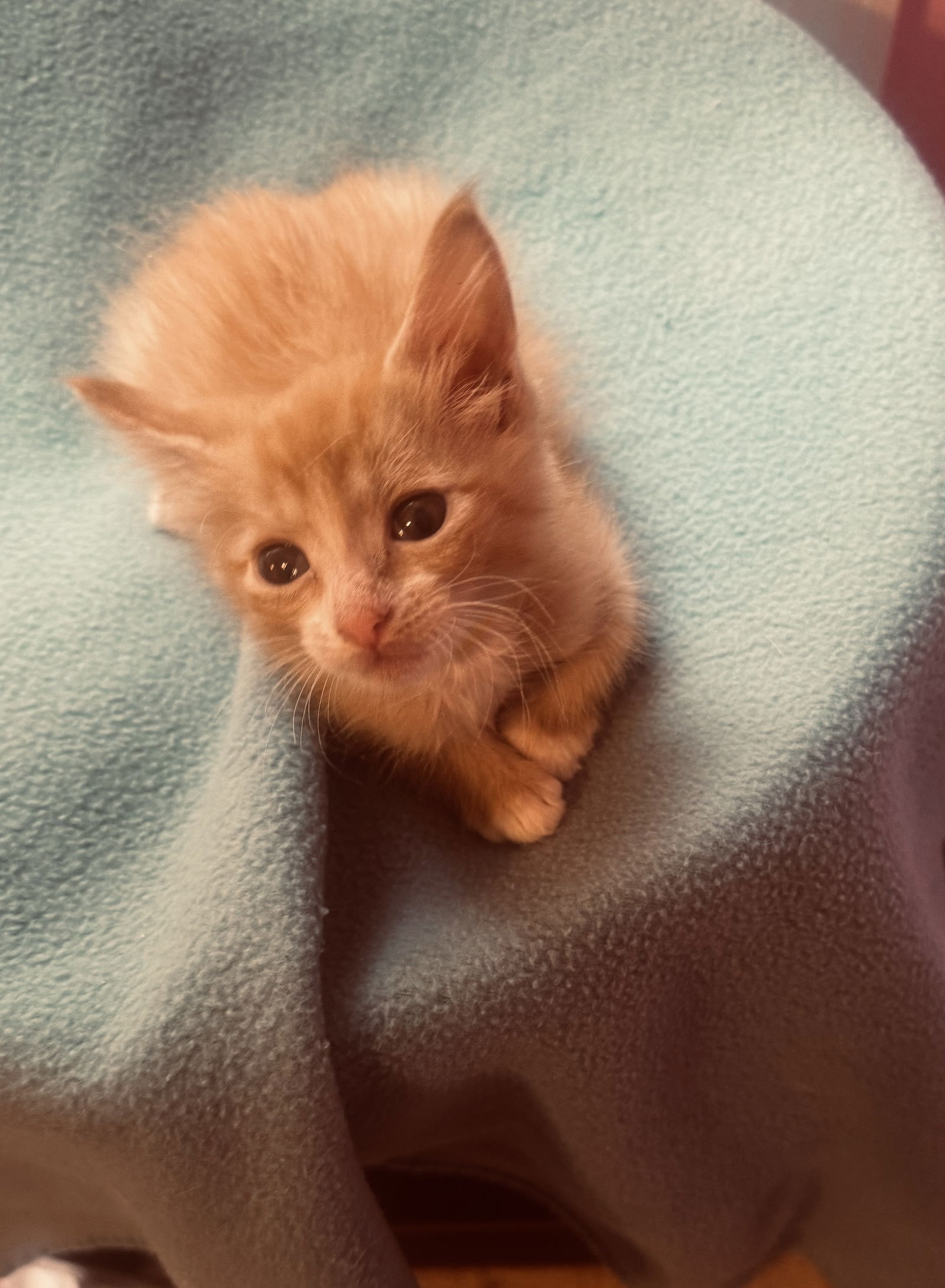 adoptable Cat in Buford, GA named Sherbert