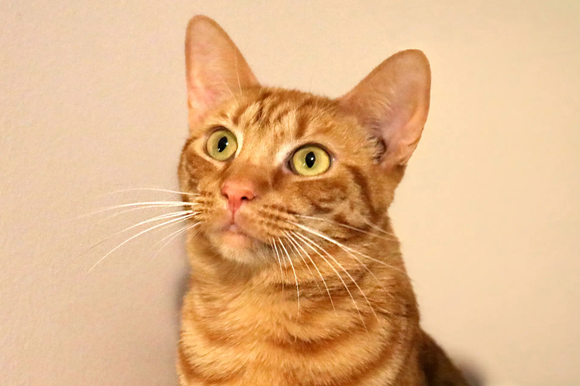 Hope - Domestic Short Hair