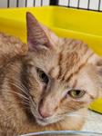 adoptable Cat in Buford, GA named Hope