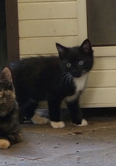 adoptable Cat in Buford, GA named Eddy