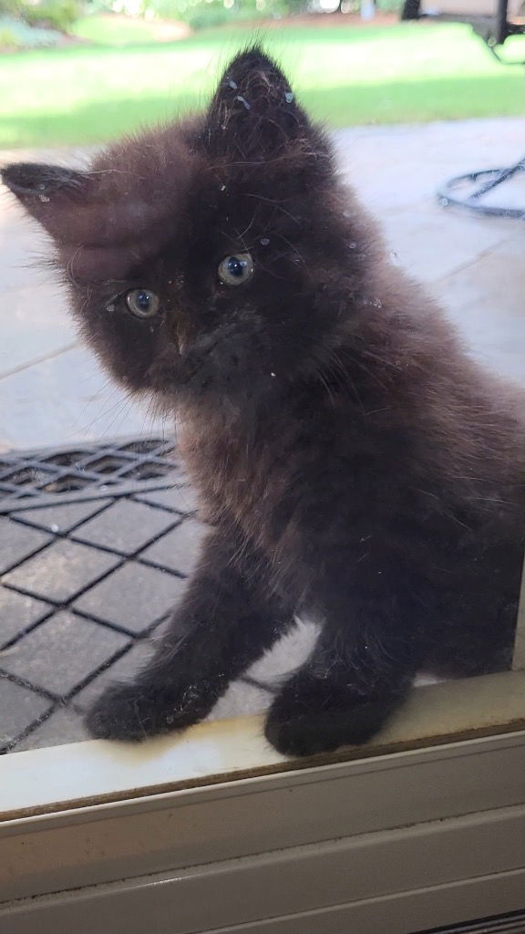 adoptable Cat in Buford, GA named Susannah