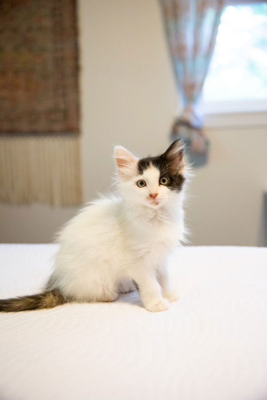 adoptable Cat in Buford, GA named Alexandria