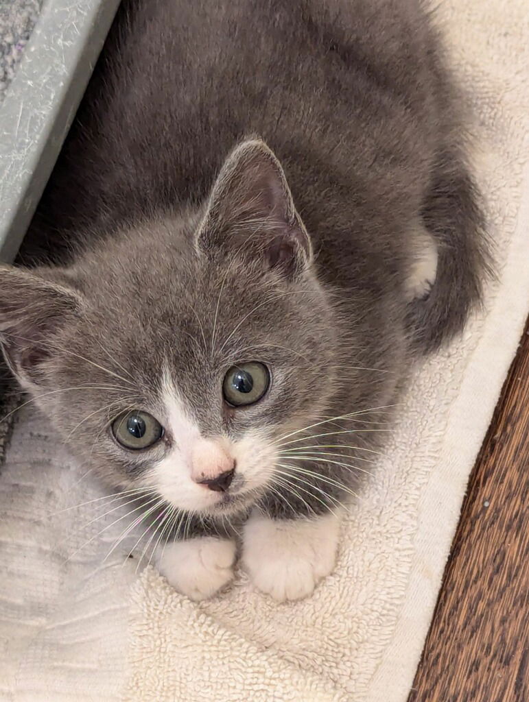 adoptable Cat in Buford, GA named Flint