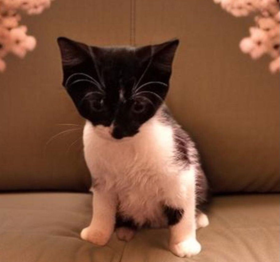 adoptable Cat in Buford, GA named Snowy