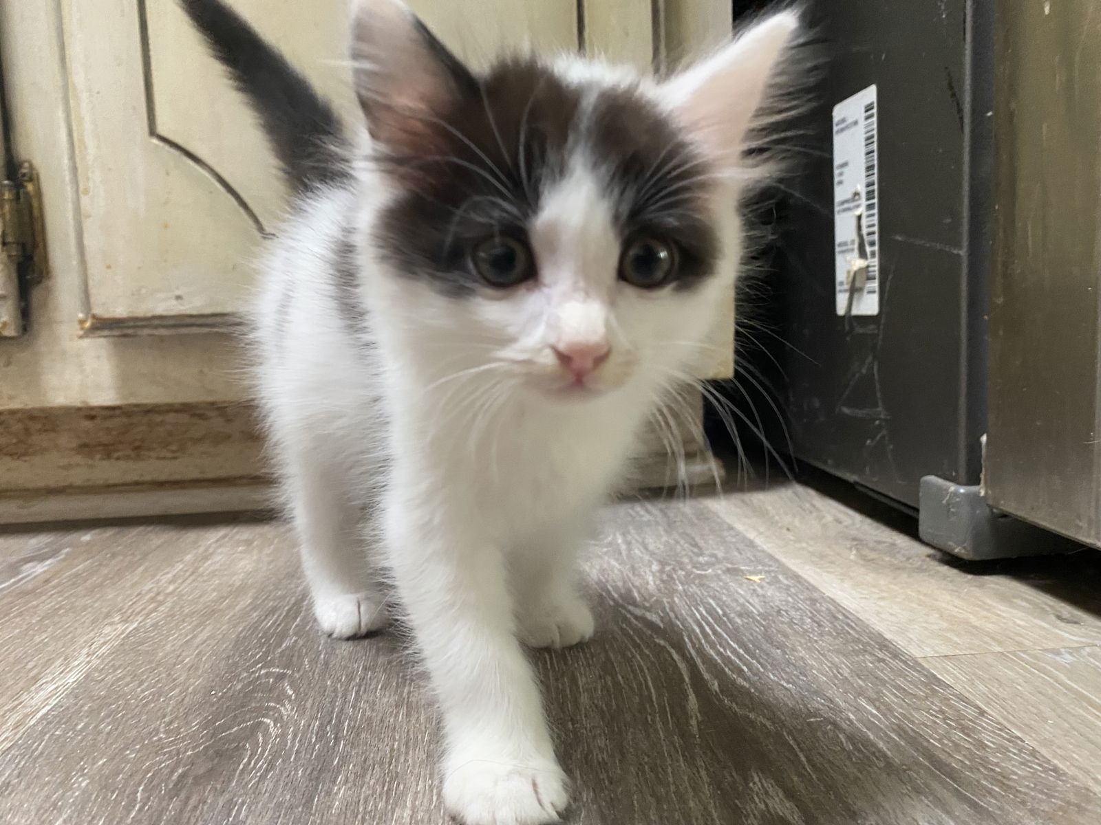 adoptable Cat in Buford, GA named Marcel