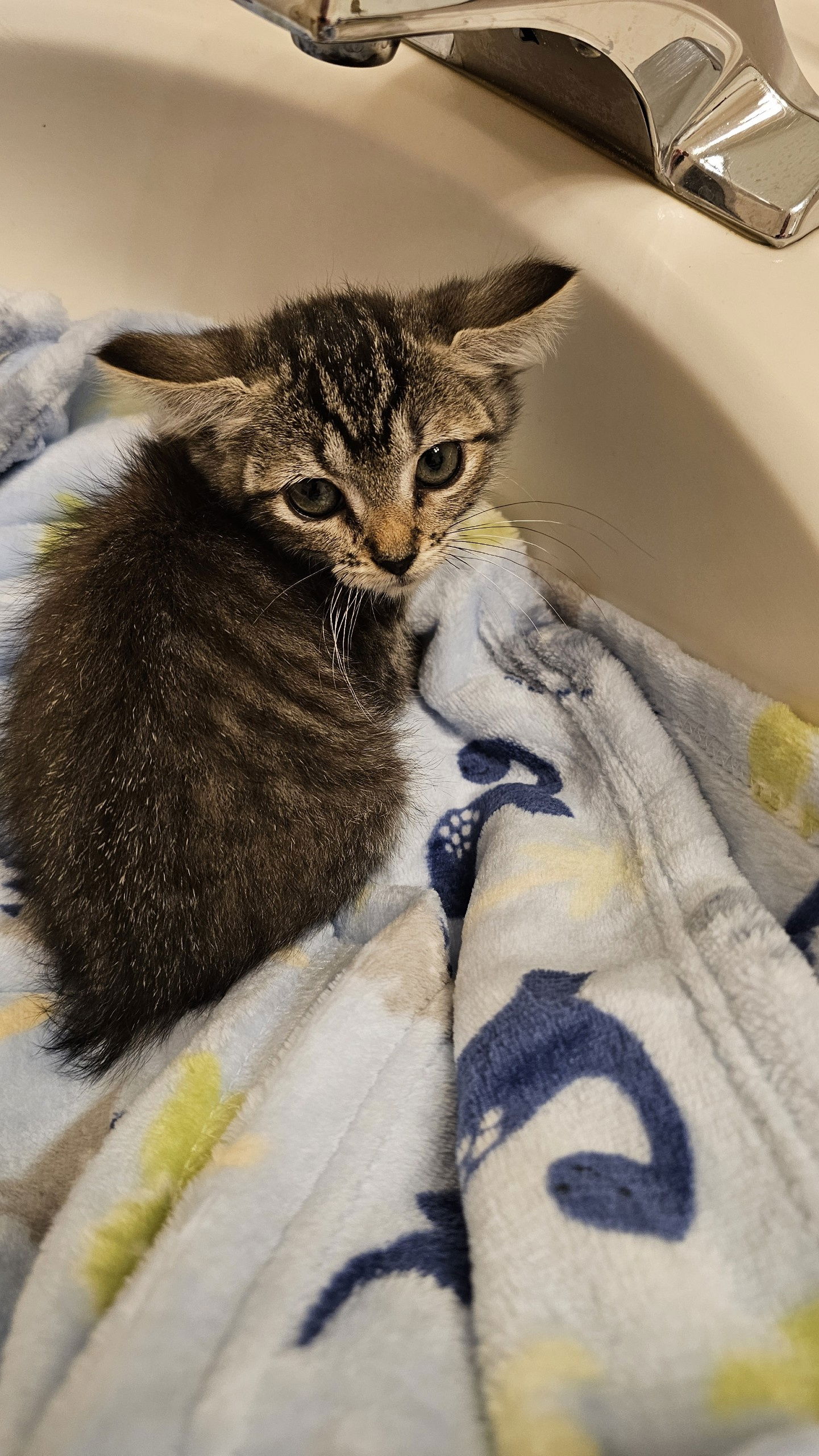 adoptable Cat in Buford, GA named Joanie