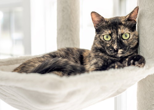 NUTELLA - Tortoiseshell / Domestic Short Hair available for adoption