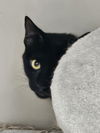 adoptable Cat in buford, GA named Nova Q