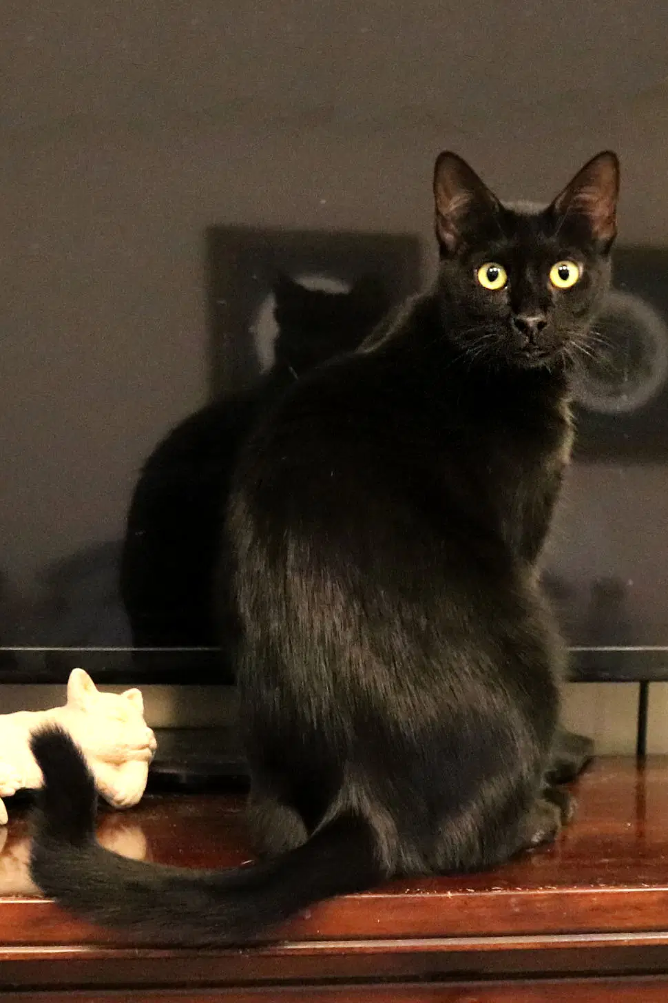 Nova Q - Domestic Short Hair