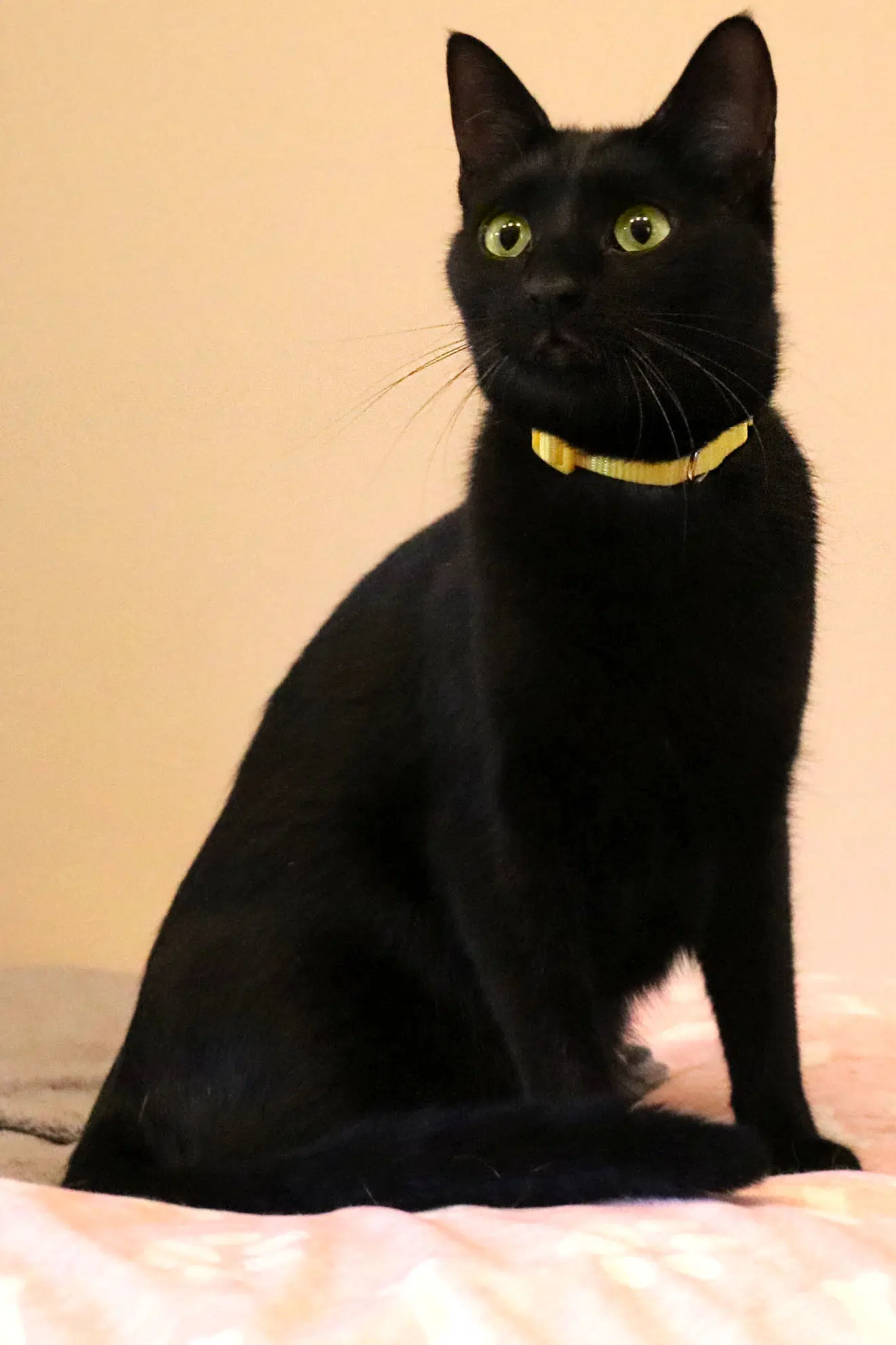 Sasha image 4