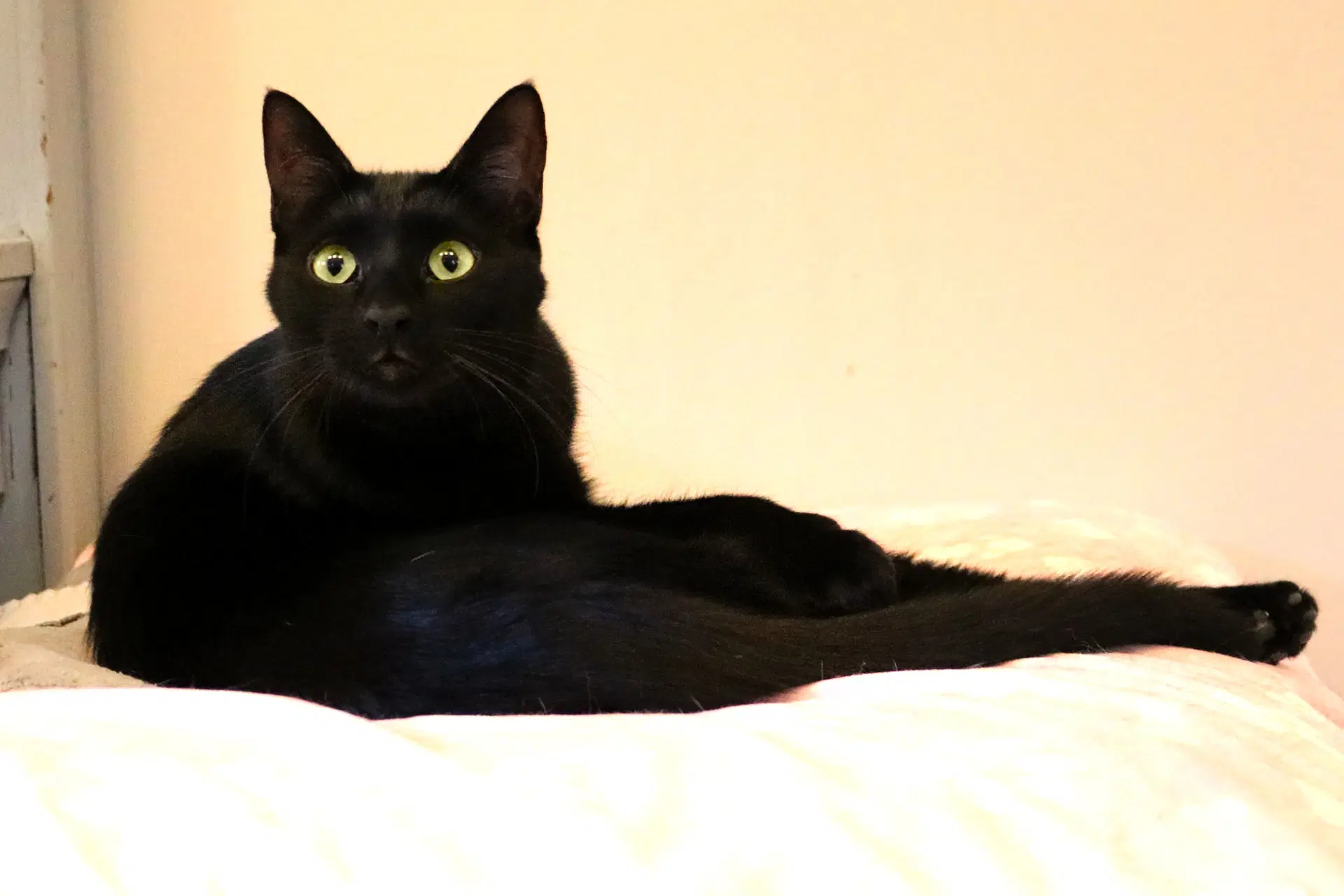Sasha - Domestic Short Hair