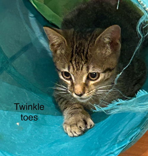 Twinkle Toes