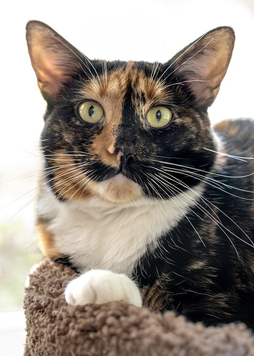 Willow, an adoptable Calico in Buford, GA