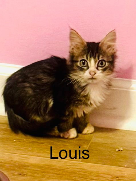 Louis