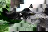 Obsidian