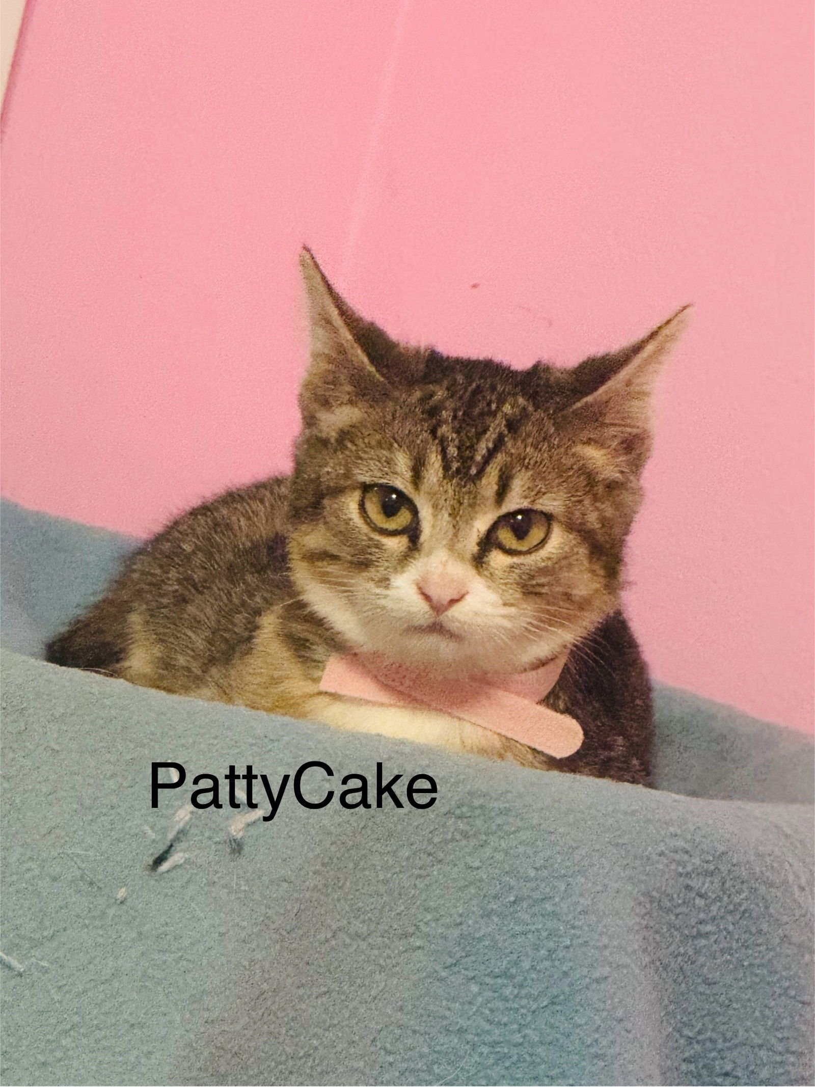 adoptable Cat in Buford, GA named Patty Cake