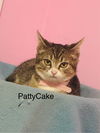 adoptable Cat in  named Patty Cake