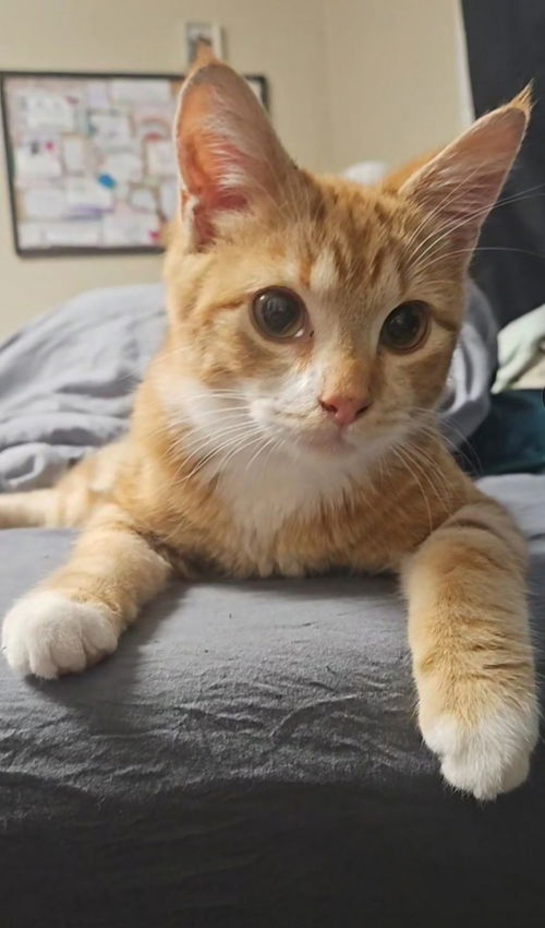 Bentz