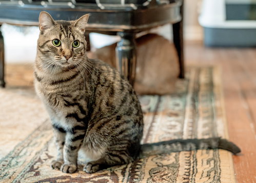 YUREI - Tabby / Domestic Short Hair available for adoption