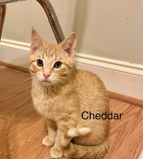 Cheddar