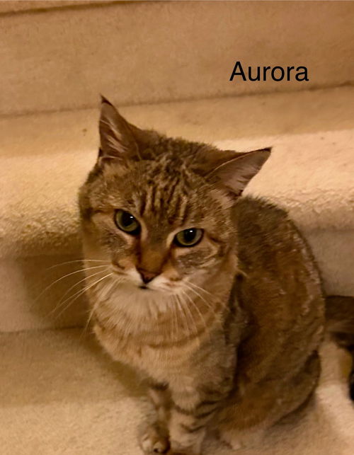 Aurora