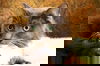 Gojo